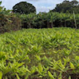 Meet your Posher, Noah